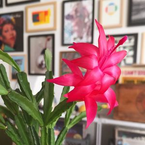 Close-up of red flower