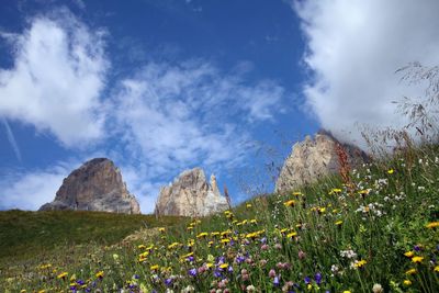 Scenic view of flowering plants on field against sky