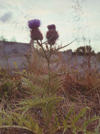 Close-up of plant growing on field against sky