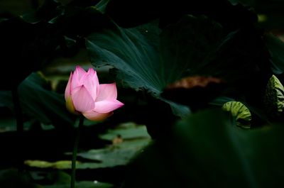 Close-up of pink lotus water lily