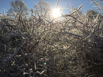 Low angle view of bare trees against sky