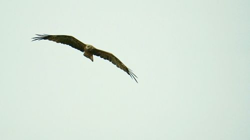 Low angle view of bird flying over white background