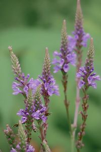 Purple flowers