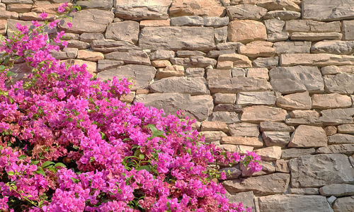 Close-up of pink flowering plant against brick wall