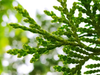 Close-up of green leaves on plant