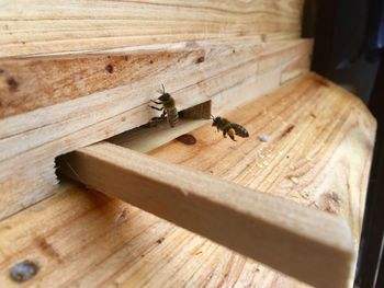 Close-up of bee on wood