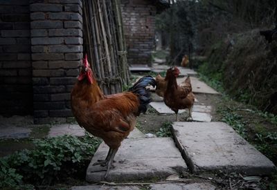 Chickens standing outdoors