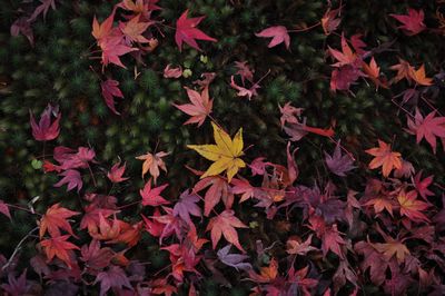 Close-up of maple leaves during autumn