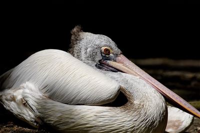 Close-up of pelican bird