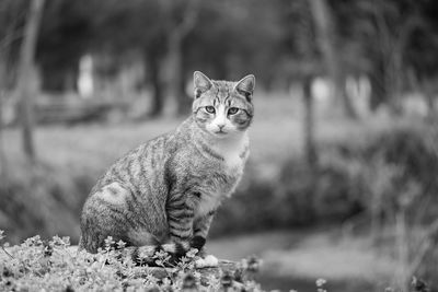 Portrait of a cat on field