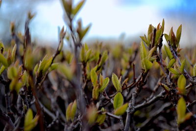 Close-up of plants growing on field