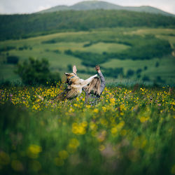 Rear view of dog and woman playing in field