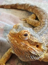Close-up of a lizard