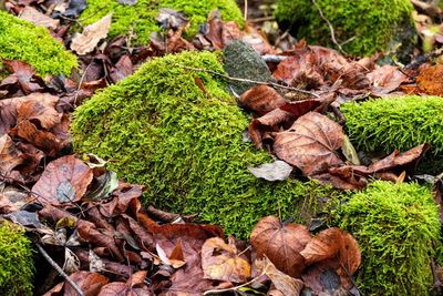 High angle view of dry leaves on field