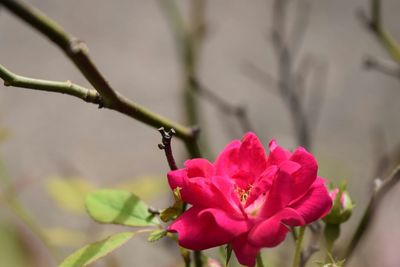 Close-up of pink flowers