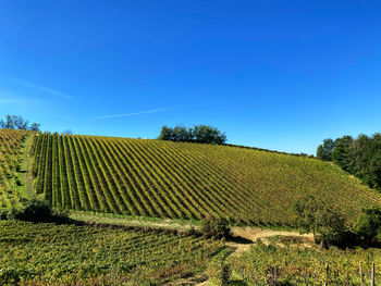 Scenic view of agricultural field against sky