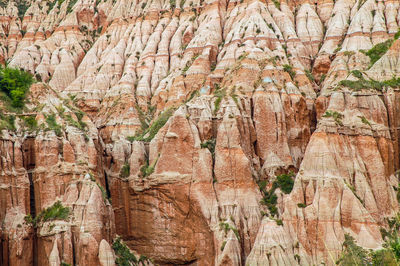 View of trees growing on rock