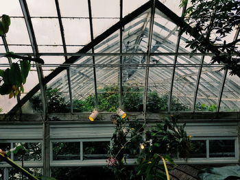 Bird in greenhouse