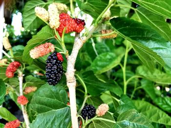 plant part