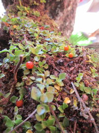 Close-up of plant growing on tree