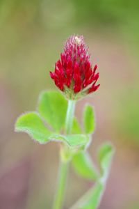 Close-up of red flower