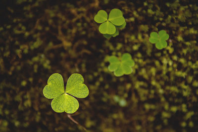 Close-up of green leaves against blurred background