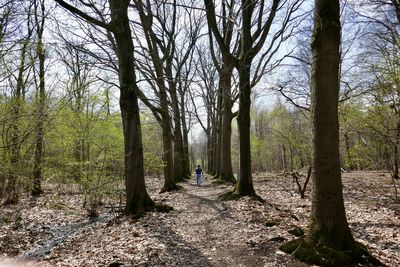 Rear view of people walking on bare trees in forest