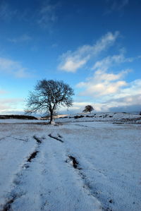 Bare tree on snow covered landscape against blue sky