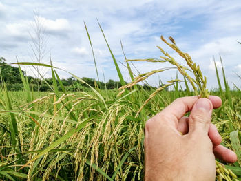 Cropped image of hand holding crops against sky