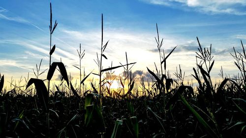 Close-up of silhouette plants on field against sky