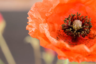 Close-up of orange poppy