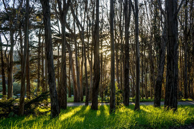 Pine trees in forest