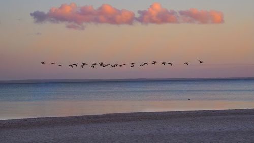 Birds flying over sea during sunset