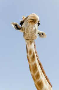 Low angle view of giraffe against clear sky