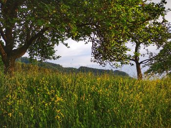 Scenic view of field against sky