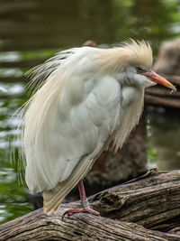 Close-up of bird perching on wooden post