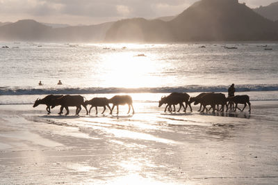 Horses on sea shore against sky