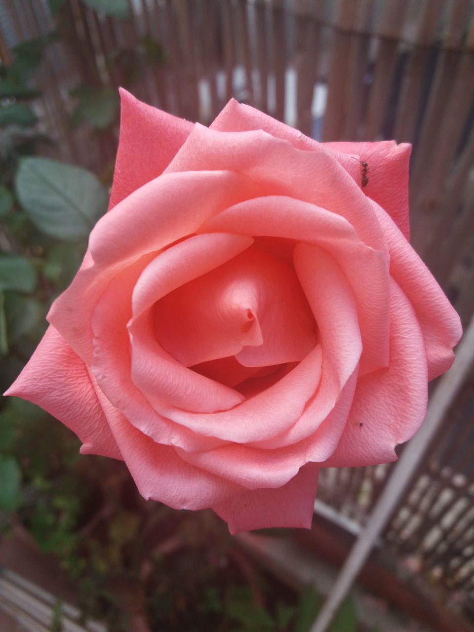 CLOSE-UP OF PINK ROSE IN SUNLIGHT