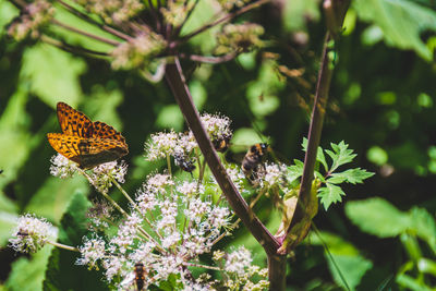 Close-up of butterfly pollinating on flower