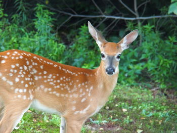 Portrait of deer standing on land
