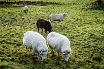 Sheep grazing on field