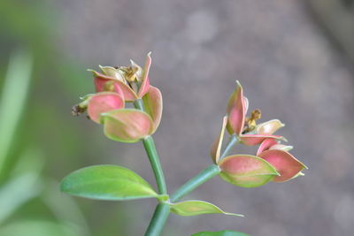 Close-up of flowering plant