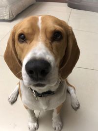 Portrait of dog sitting on floor at home