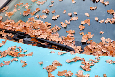 High angle view of autumn leaves on table