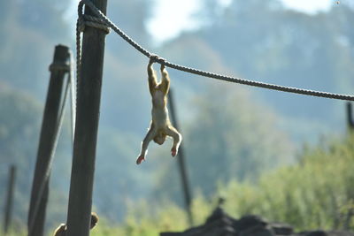 Low angle view of monkey  hanging on wire