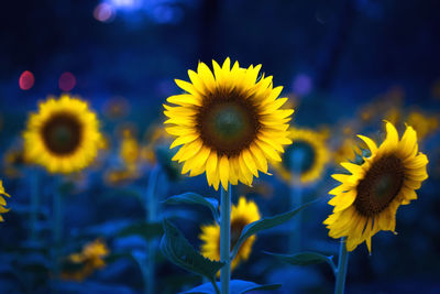 Close-up of sunflower blooming outdoors