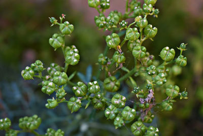 Close-up of berries on plant