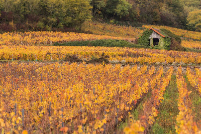 Scenic view of field against sky during autumn