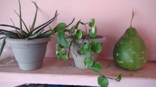 Close-up of potted plant on table against wall