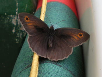 Close-up of butterfly perching outdoors